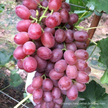 fresh grape fruit red grape table grape  for sale